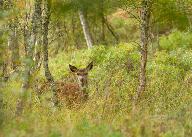 Red Deer Hind or female deer hiding in natural woodland habitat in Glen Strathfarrar, Scotland. stock photo
