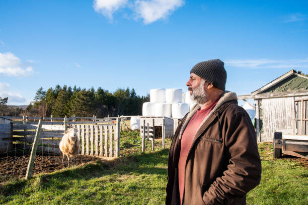 A farmer by a sheep pen A mature farmers stands beside a sheep paddock. Photographed in North America. sheep shed stock pictures, royalty-free photos & images