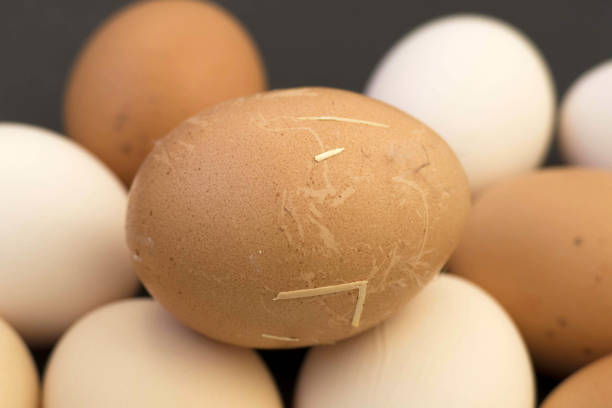 Close up of a tray of brown hens eggs placed on a kitchen counter. Some of the eggs have been opened and only the shell remains.