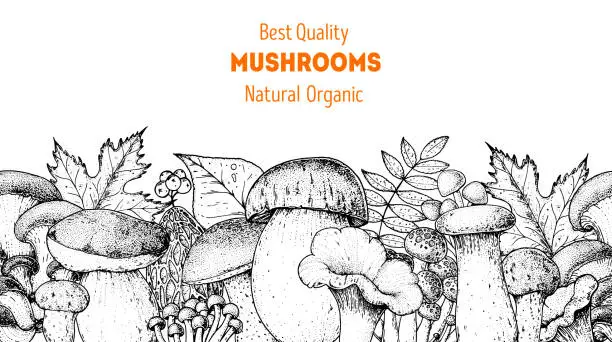 Vector illustration of Edible mushrooms hand drawn. Autumn design. Vector illustrations collection. Hand drawn food. Sketch mushrooms. Organic food. Forest mushrooms. Engraved design.