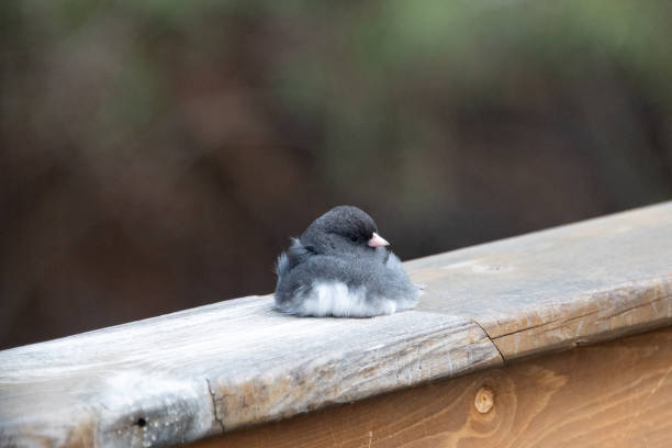 istock Dark-eyed junco sitting on handrail 1357741017