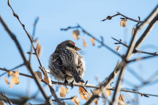 istock Common Redpoll in The Morning Sun 1357741503