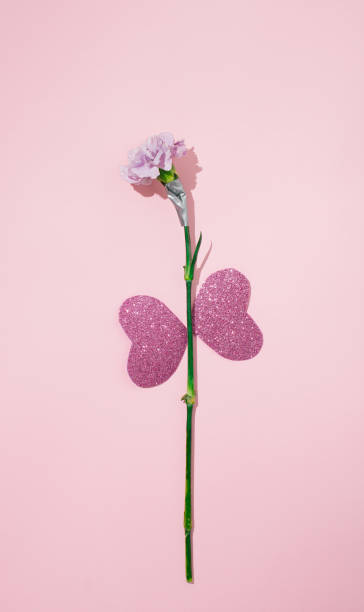 Creative spring concept made with colorful carnation flowers on pastel pink background with silvertape art detail. Minimal nature flat lay. Ideal for valentines day or woman's day. Violet harts like butterfly wings. concepto creativo de primavera hecho con coloridas flores de clavel sobre fondo rosa pastel con detalles artísticos de cinta plateada. mínimo piso de naturaleza. ideal para san valentín o día de la mujer. los harts violetas como alas de mariposa.