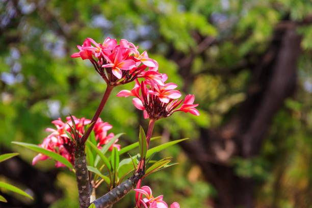istock Beautiful blooming Plumeria tree, also known as Frangipani and Temple tree 1357742837