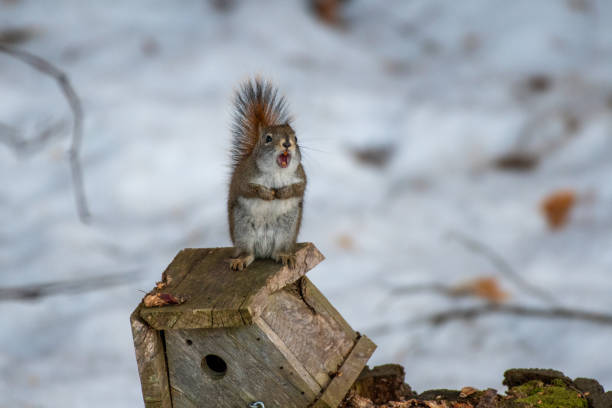 istock Red Squirrel with Open Mouth on a Birdhouse in March 1357744118