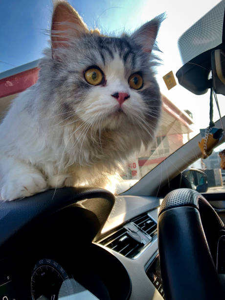 istock noble cat stuck in car 1357744195
