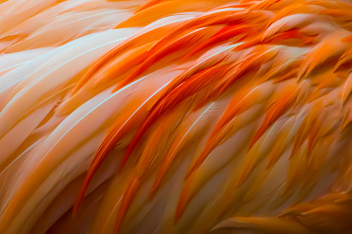 Close up of the orange feathers of a flamingo