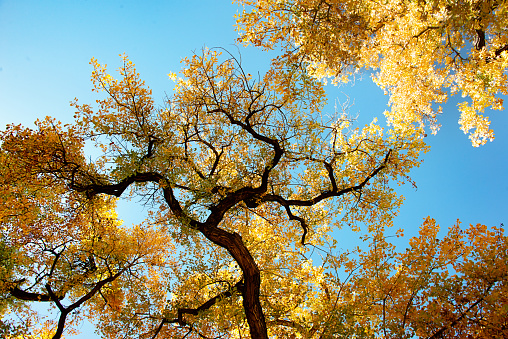 New Mexico Bosque in fall
