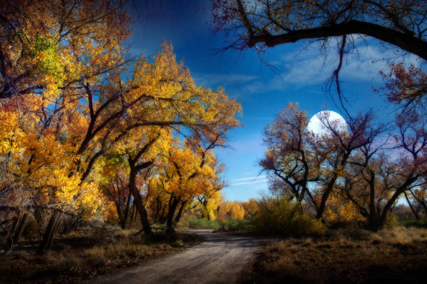 Photo of Cottonwood Trees in Fall with Moonlight