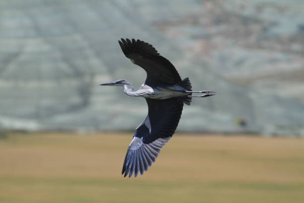 Grey heron stock photo