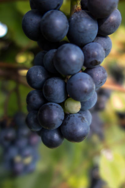 istock Ripe grape. A bunch of ripe blue grapes. 1357747873