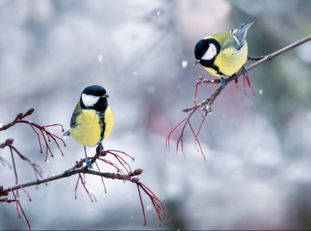 istock two chickadee birds are sitting on branches opposite each other in the winter garden 1357748120