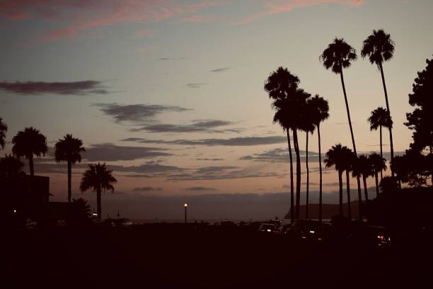istock Dark Sunset View After Palm Trees in San Diego 1357748438