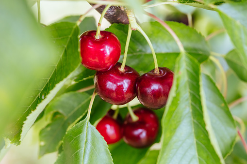 Fresh red ripe cherries, ready to be picked in Coldstream, Victoria, Australia