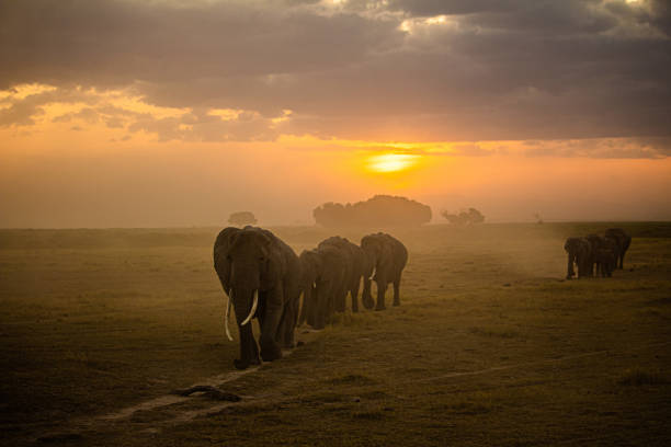 слоны, идущие лицом к лицу на закате в кении - masai mara national reserve sunset africa horizon over land стоковые фото и изображения