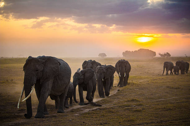 istock elephants walking face first at sunset in Kenya 1357750264