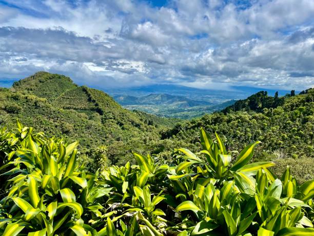 istock Tropical Plantation Crops in High Elevation 1357750640