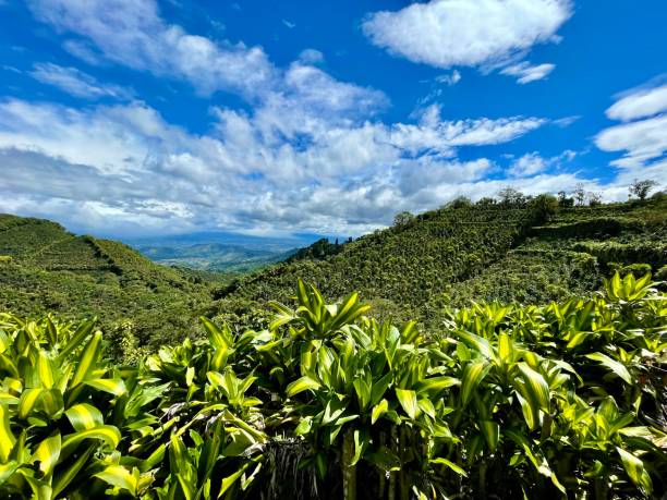 Coffee Crop in Costa Rican Plantation - West Coast stock photo