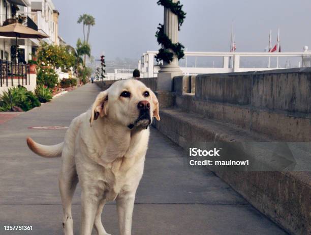 Balboa Island California Stock Photo - Download Image Now - Bay of Water, Beach, Coastline