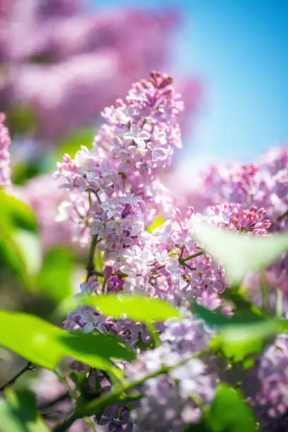 Photo of Close-up of blooming lilac