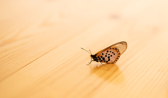 Close-up of a colorful butterfly sitting inside a home on a wooden floor