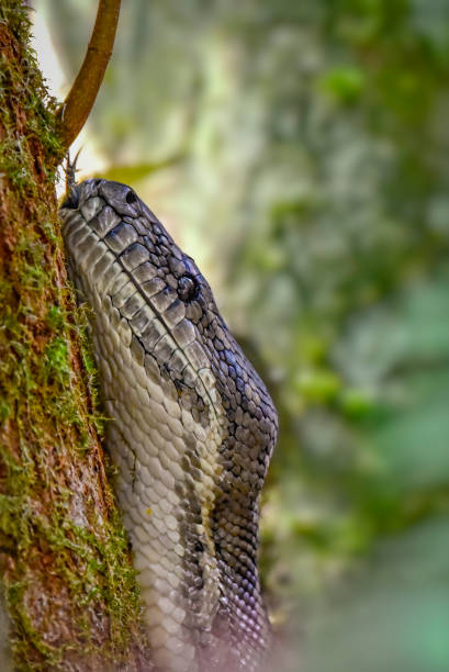 40+ Wild Python In Queensland Australia Stock Photos, Pictures ...