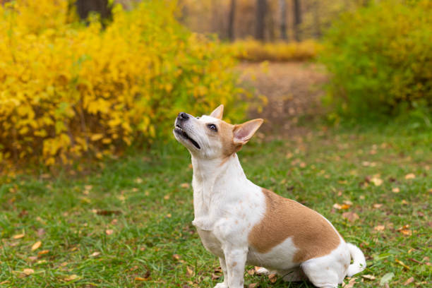 istock A thoroughbred dog. Jack Russell terrier. Pets in a public park 1357752770