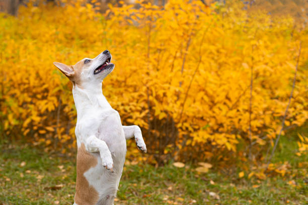istock A thoroughbred dog. Jack Russell terrier. Pets in a public park 1357752778