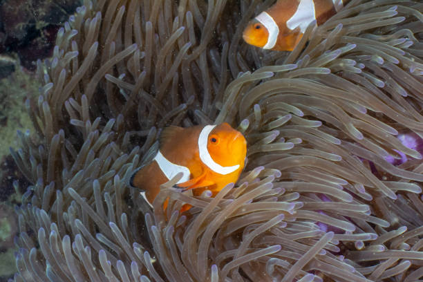istock Clown fish in Indonesia 1357755359