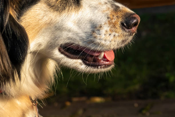 istock Cropped white dog face with tongue out. 1357755912