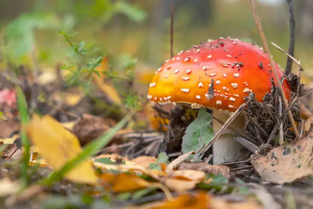 Red poisonous mushroom and dry leaves. Autumn scene. Selective focus