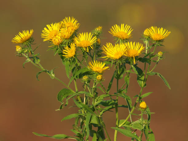 Yellow flowers of meadow fleabane or British yellowhead, Inula britannica Yellow flowers of meadow fleabane or British yellowhead plant, Inula britannica inula stock pictures, royalty-free photos & images