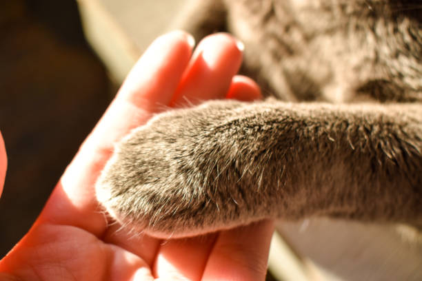 istock Human hand and cat paw 1357758062