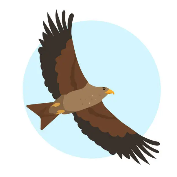 Vector illustration of Hawk, kite or brown eagle predatory bird in sky