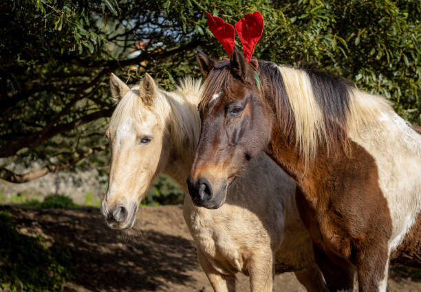 Horse with Christmas decoration, outdoors, cute and funny. stock photo