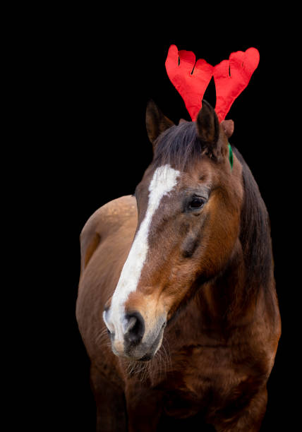 Horse with Christmas decoration, outdoors, cute and funny. stock photo