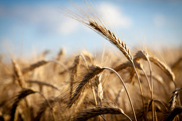 campo di grano - weat foto e immagini stock