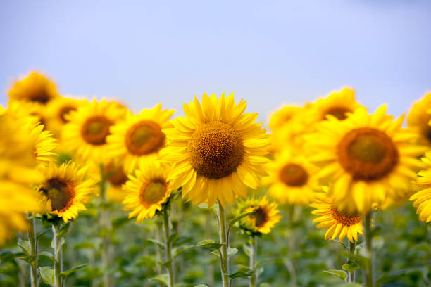 istock landscape with sunflower 1357762633
