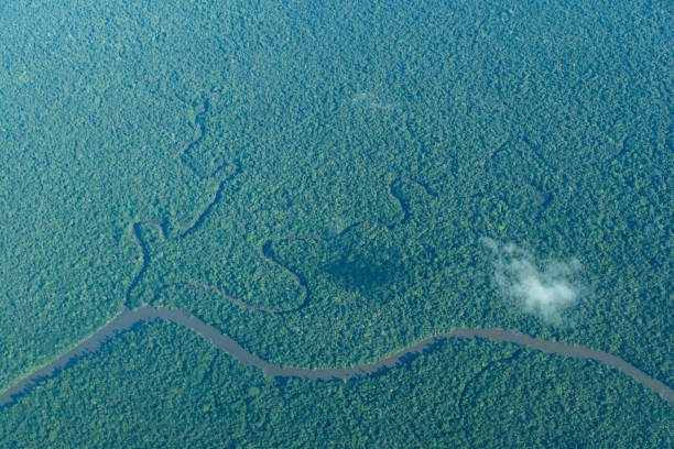 istock Aerial view of amazon rainforest and some rivers. 1357762951
