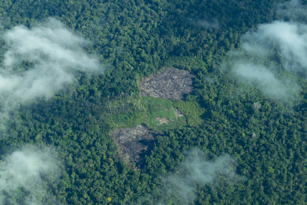 アマゾン熱帯雨林の森林破壊地域の空中写真。 - landscape aerial view lumber industry agriculture ストックフォトと画像