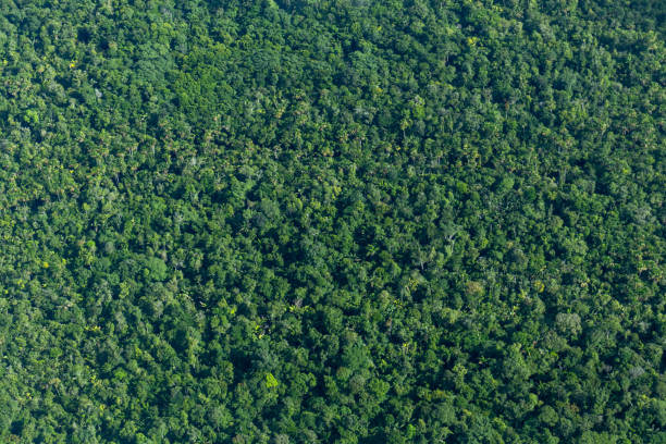 Aerial view of amazon rainforest