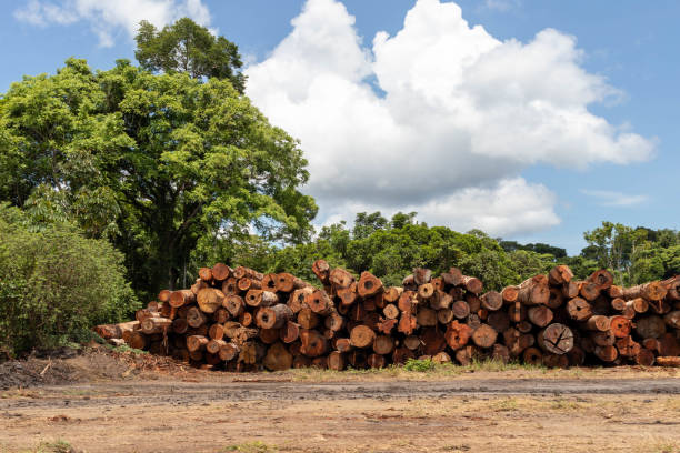istock Storage yard with piles of wood logs 1357763701