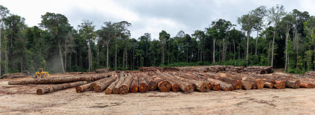 patio de almacenamiento con pilas de troncos de madera - deforestación desastre ecológico fotografías e imágenes de stock