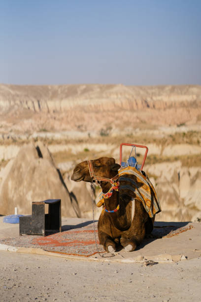 istock Camel resting in Cappadocian mountains, Turkey 1357763917