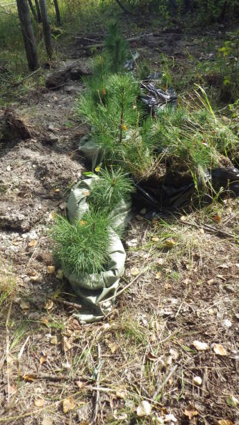 istock reforestation or reafforestation in a pine forest 1357765616