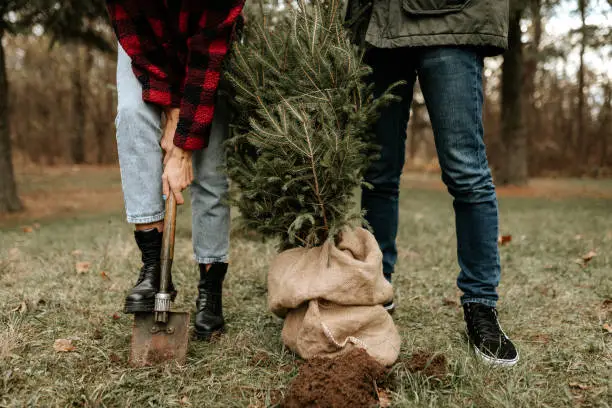 Photo of Young couple planting a Christmas tree in the park after the holiday season