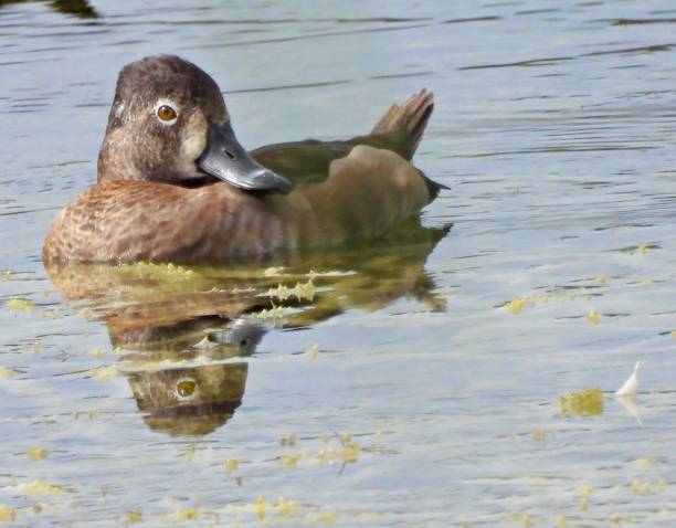 istock Gadwall (Mareca strepera) swimming in a lake 1357766468
