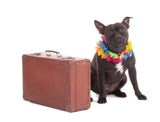 istock staffordshire terrier dog with a suitcase 1357766640