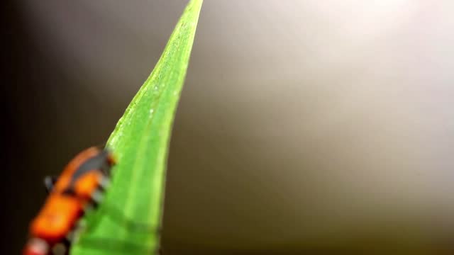 Parasitism with a species called Corizus hyoscyami perched on a yellow iris leaf blade, swaying in the wind
