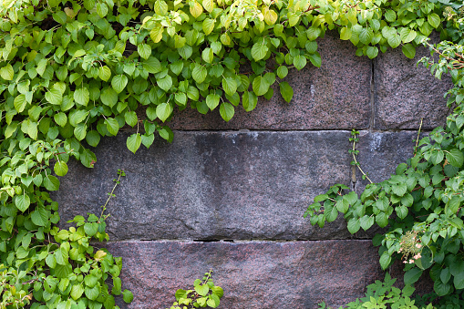 Climbing hydrangea (Hydrangea petiolaris) climbing on old stone wall
